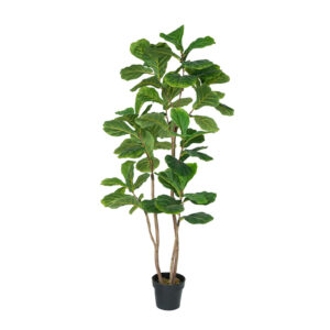 ab016 fiddle leaf f4536