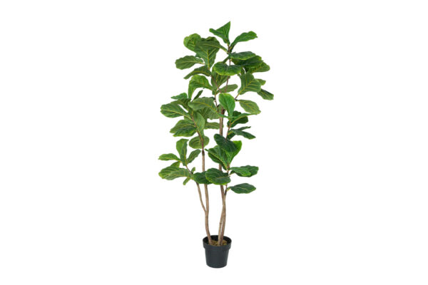 ab016 fiddle leaf f4536