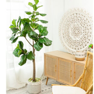 ab190 fiddle leaf fig tree in pot f29325 ambientejpg mubleria dkassa