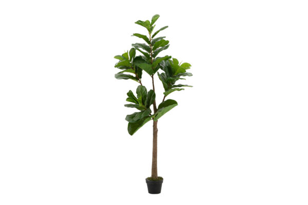 ab190 fiddle leaf fig tree in pot f29325 f bcojpg
