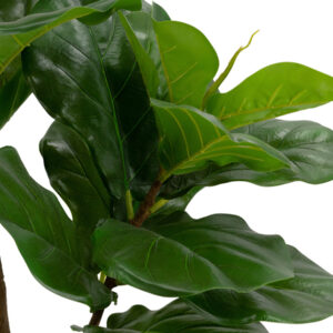 ab190 fiddle leaf fig tree in pot f29325 zoompg mubleria dkassa