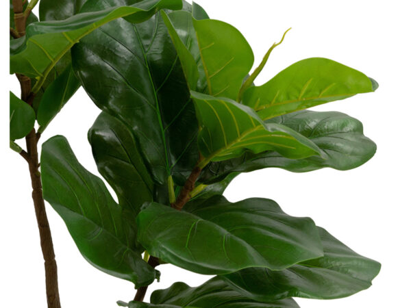 ab190 fiddle leaf fig tree in pot f29325 zoompg mubleria dkassa