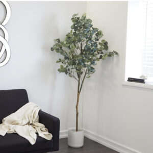 Eucalyptus tree 30361