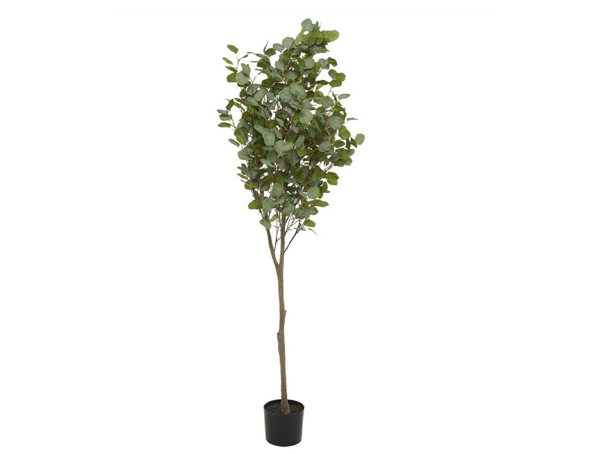 Eucalyptus tree 30361
