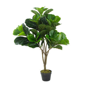 Fiddle Fig Tree SA11851