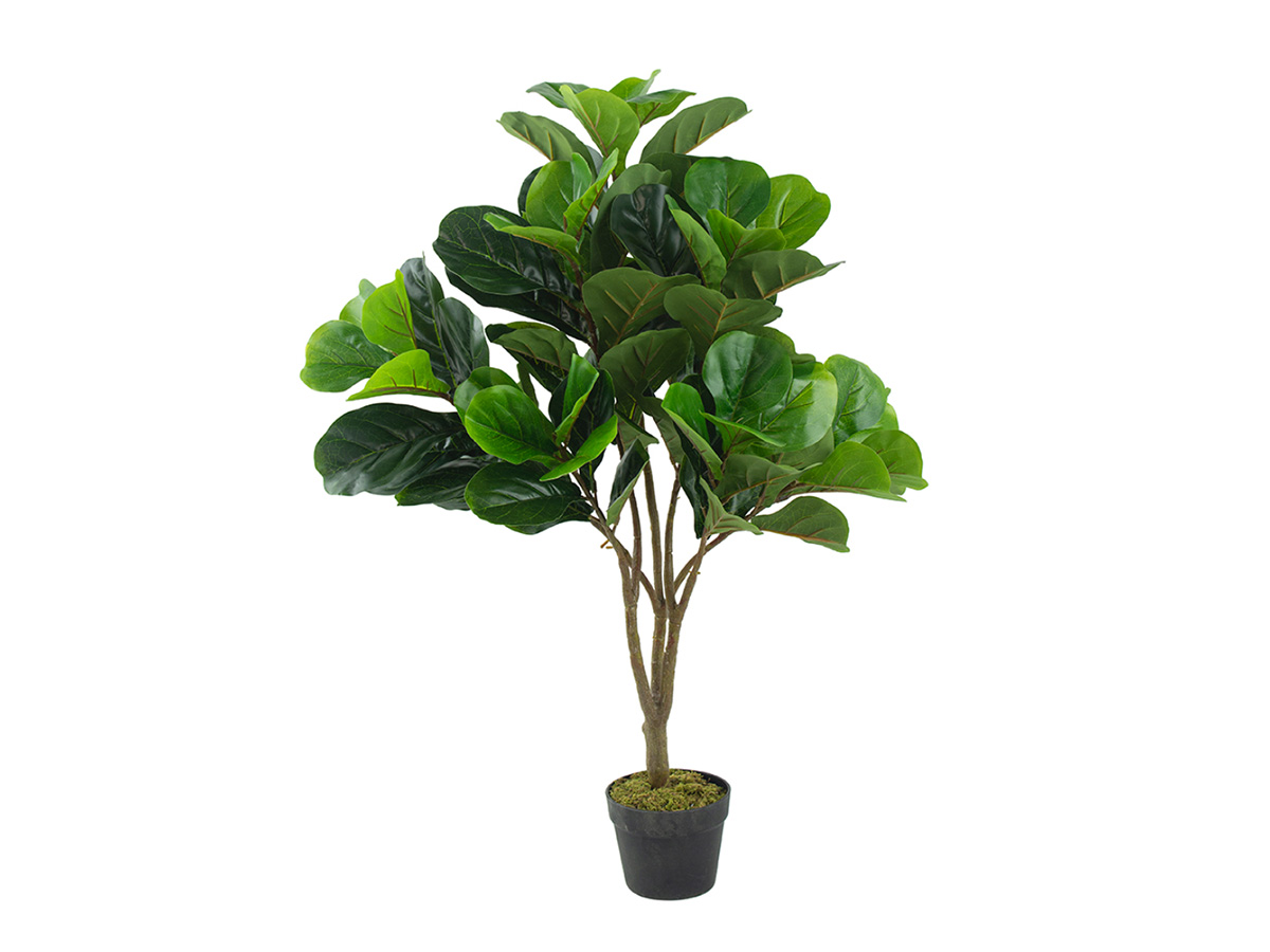Fiddle Fig Tree SA11851