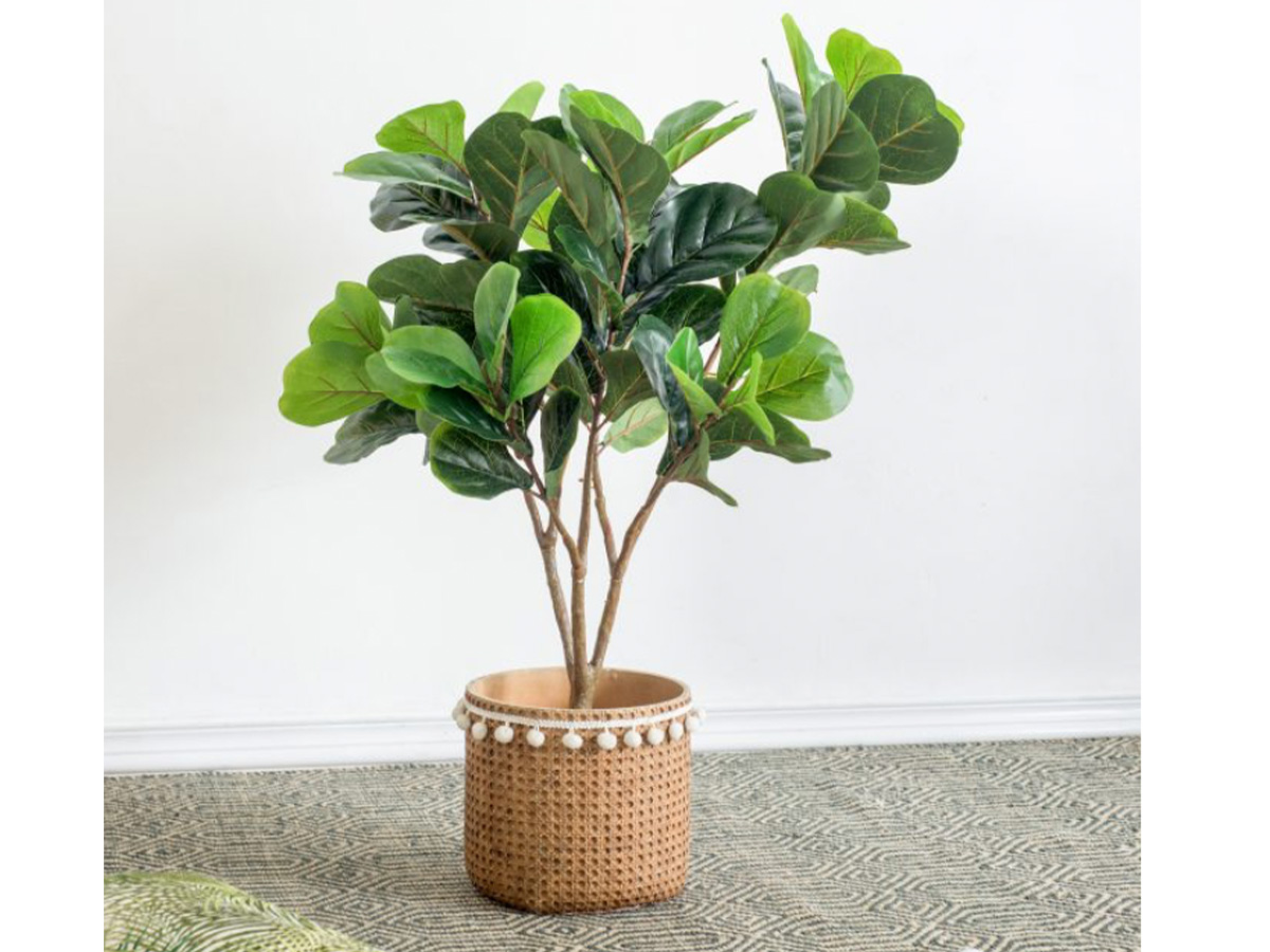 Fiddle Fig Tree SA11851