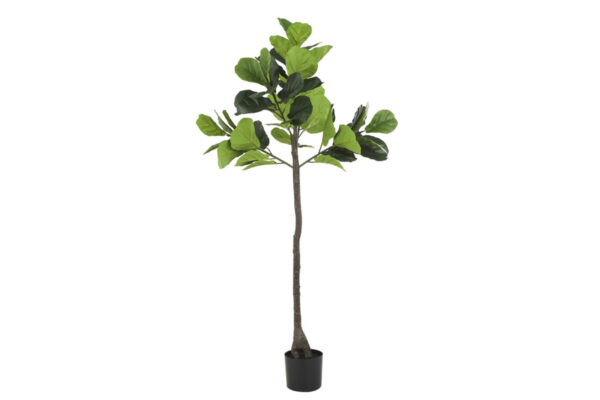 uma036 af fiddle leaf tree 41 w 74 h 74095 f bco